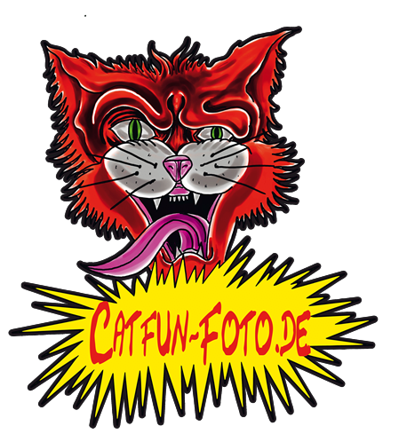 Foto von dem Logo Catfun Foto Katze